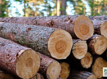 Zrównoważona produkcja drewna – co naprawdę oznaczają certyfikaty?