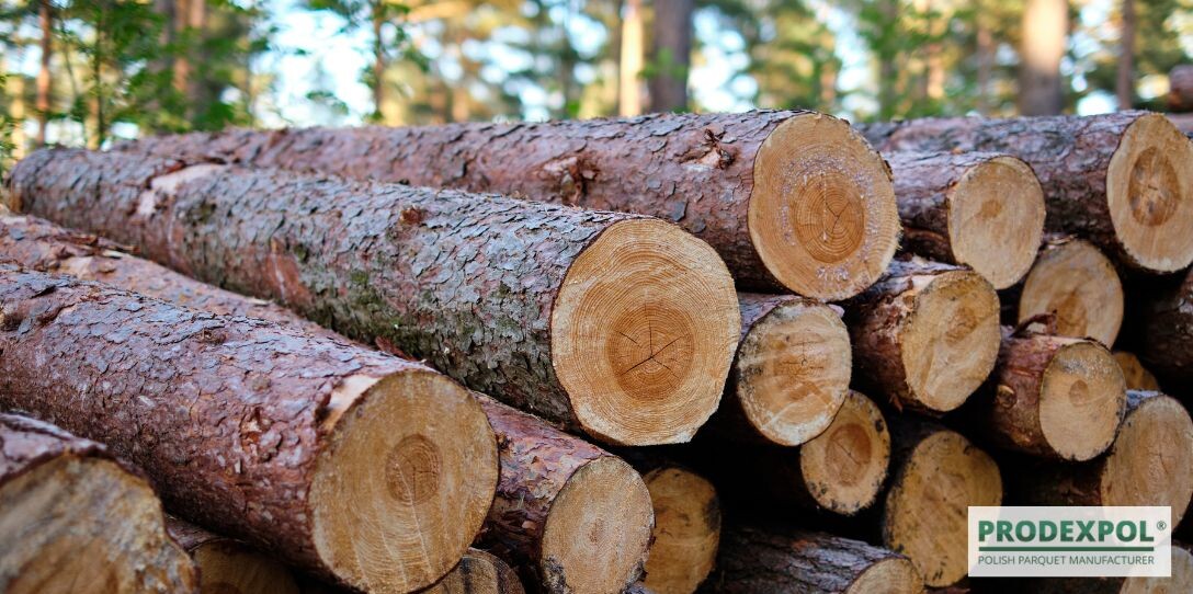 Zrównoważona produkcja drewna – co naprawdę oznaczają certyfikaty?